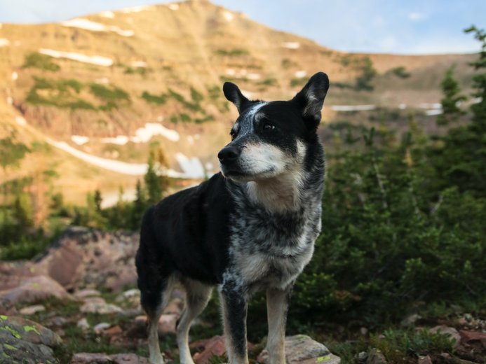 Dog Hiking Trail